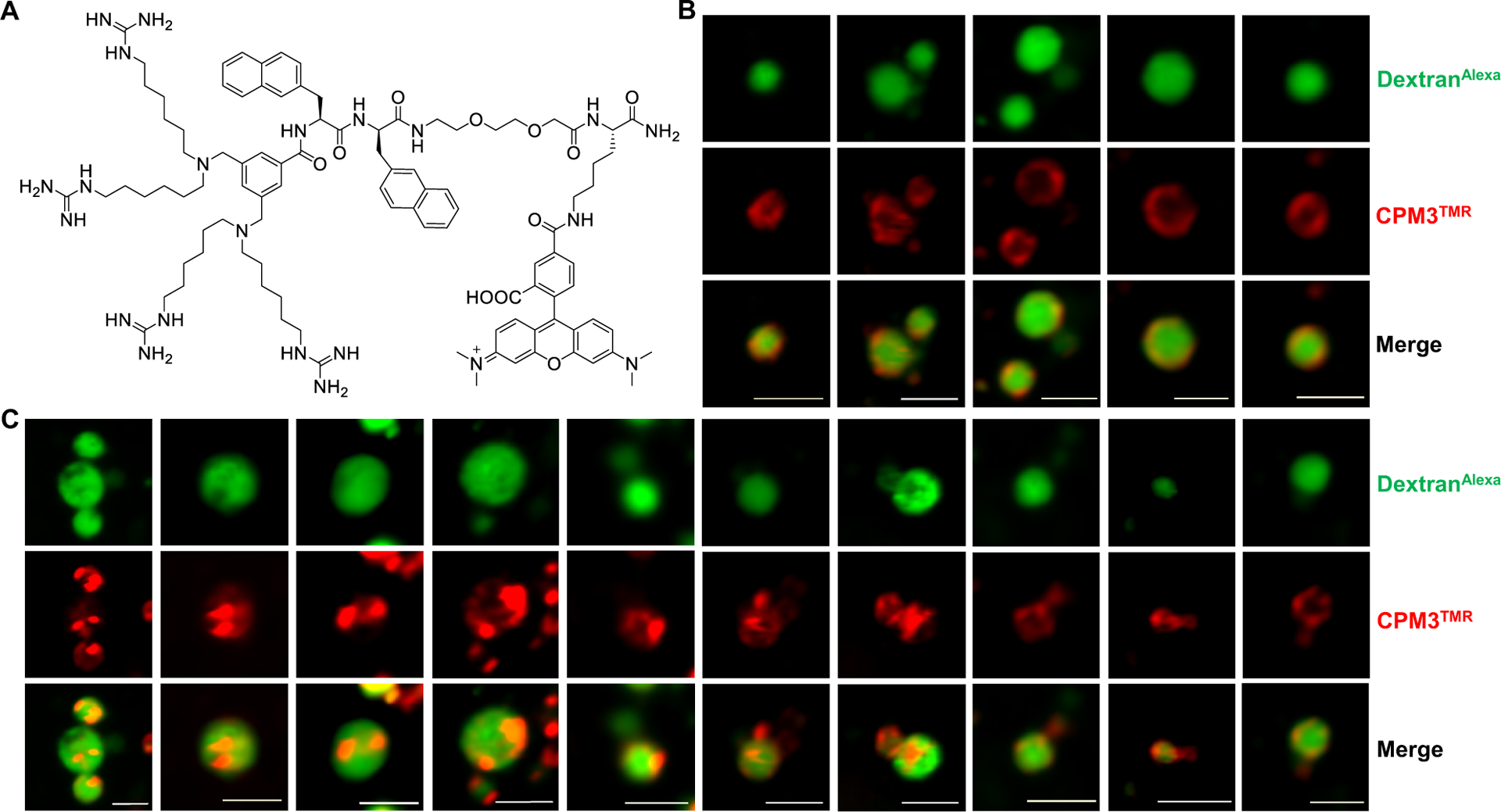 Figure 5.