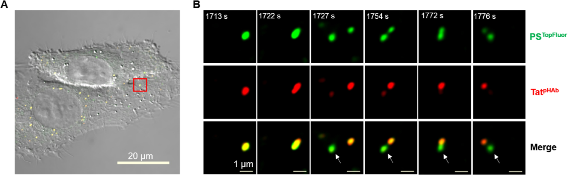 Figure 6.