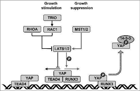 Figure 4.