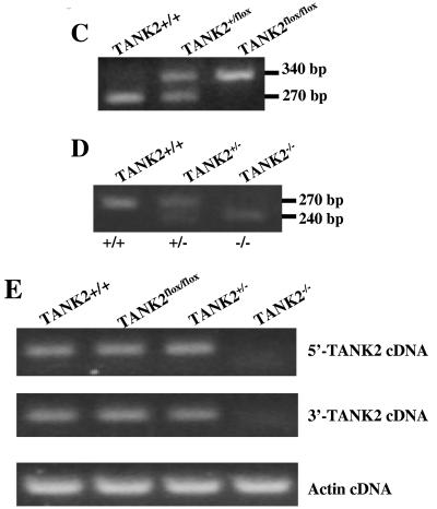 FIG.1.