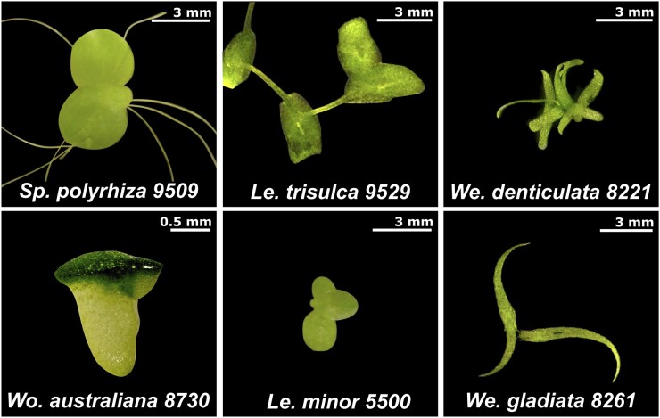 Return of the Lemnaceae: duckweed as a model plant system in the ...