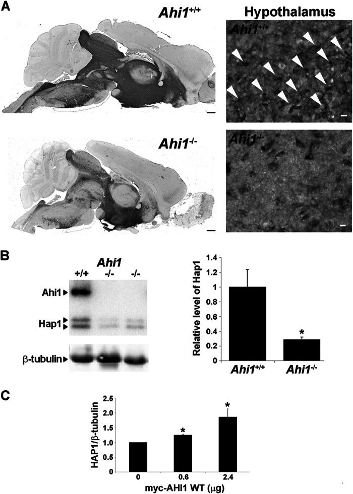 FIGURE 12.