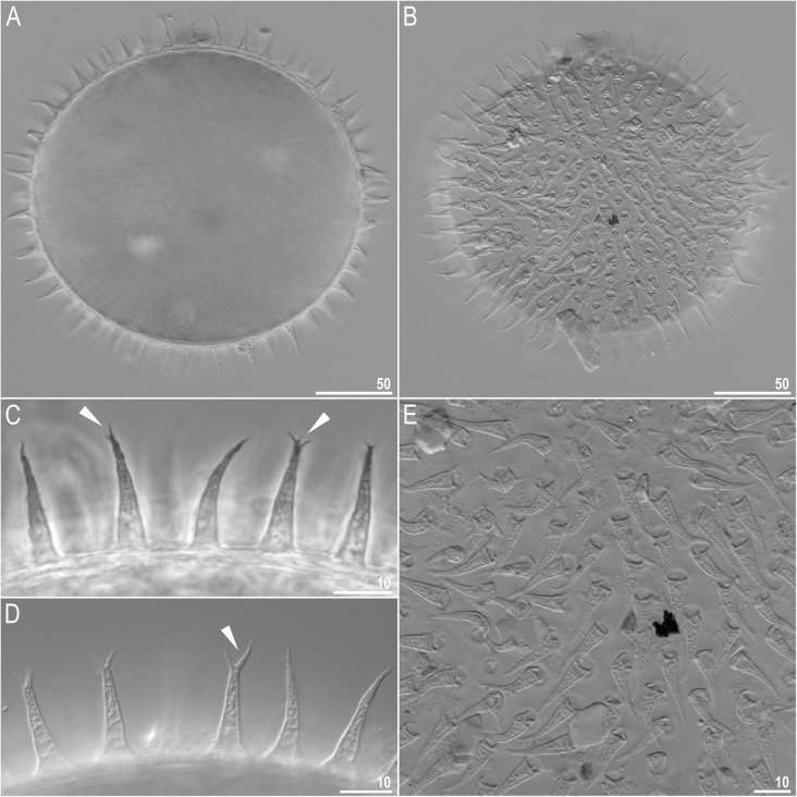 Fig. 7