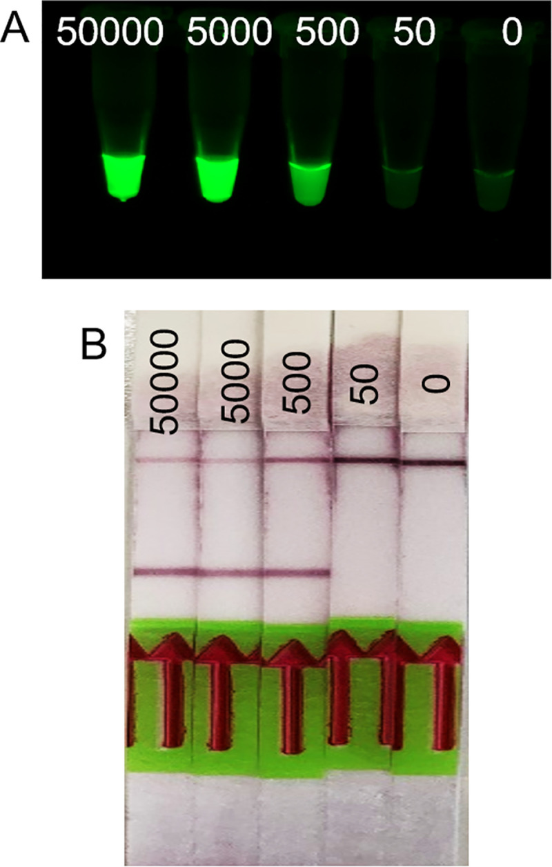 Fig 6