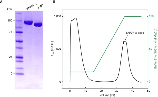 Figure 2—figure supplement 2.