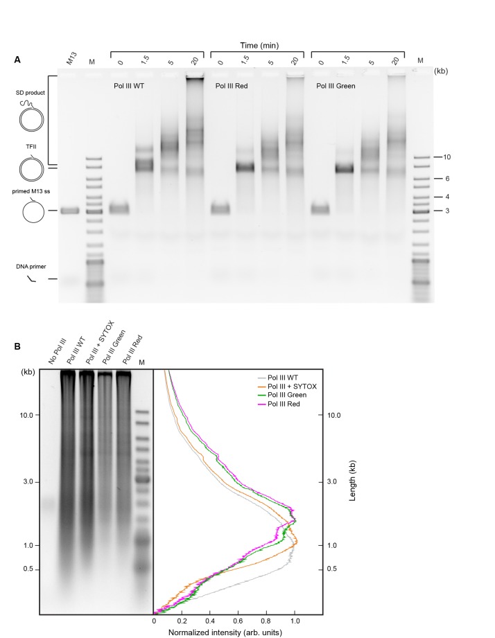 Figure 2—figure supplement 3.