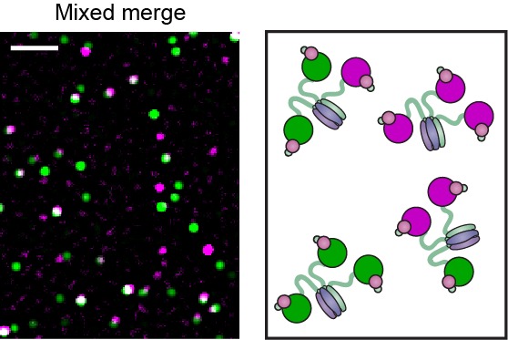 Figure 3—figure supplement 1.