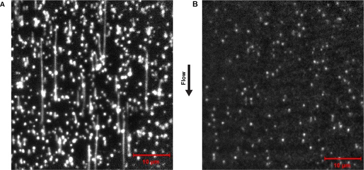 Figure 2—figure supplement 1.