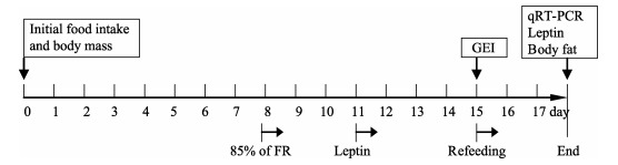 GEI: gross energy intake; FR: food restriction.