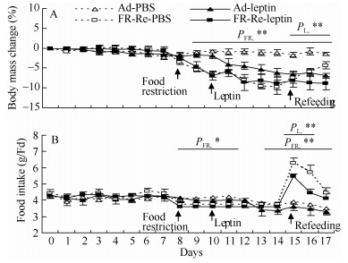 Ad-PBS or Ad-leptin: hamsters that were fed <italic>ad libitum</italic> and treated with PBS or leptin; FR-Re-PBS or FR-Re-leptin: food-restricted hamsters that were treated with PBS or leptin and refed <italic>ad libitum</italic>; <italic>P</italic><sub>FR</sub>*: significant effect of FR (<italic>P</italic> &lt; 0.05); <italic>P</italic><sub>FR</sub>**: <italic>P</italic> &lt; 0.01; <italic>P</italic><sub>L</sub>*: significant effect of leptin administration (<italic>P</italic> &lt; 0.05); <italic>P</italic><sub>L</sub>**: <italic>P</italic> &lt; 0.01.