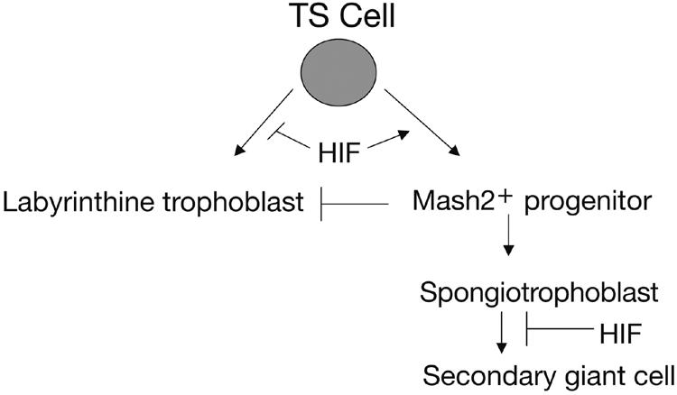 FIG. 8.