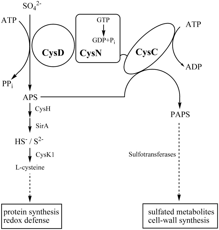 Fig 1