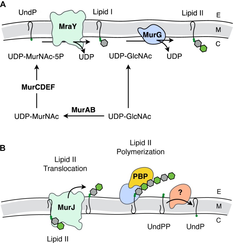 FIGURE 2