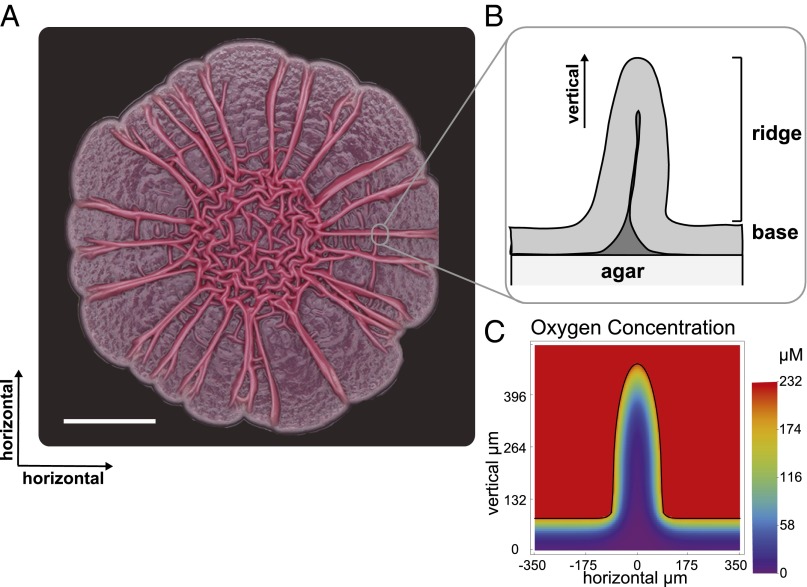 Fig. 1.