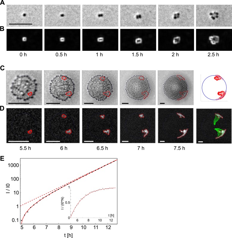 Figure 5—figure supplement 1.