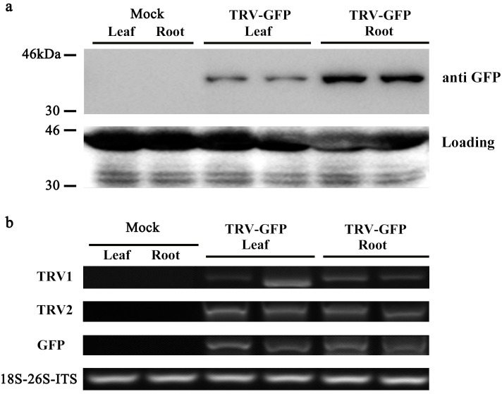 Figure 5