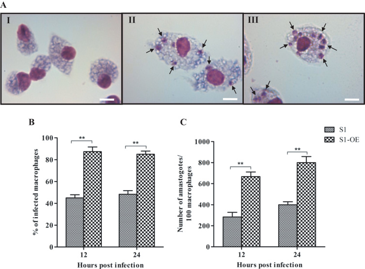 Fig. 11.