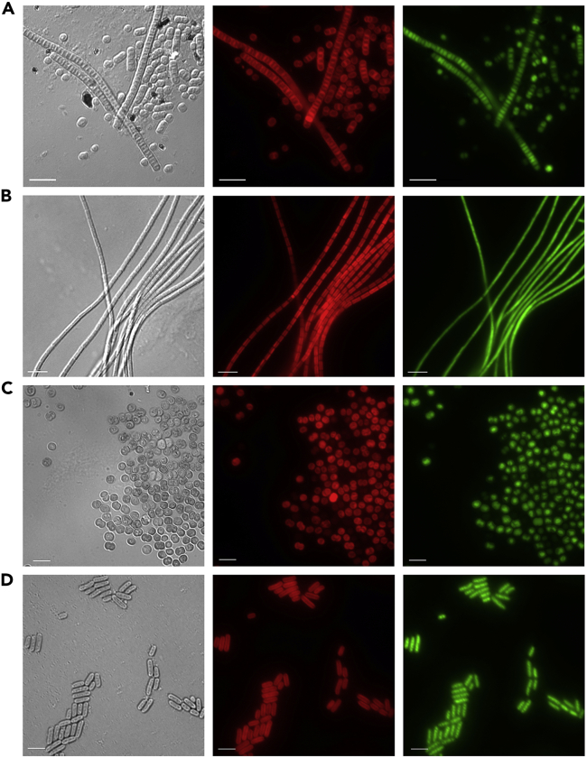 Figure 4