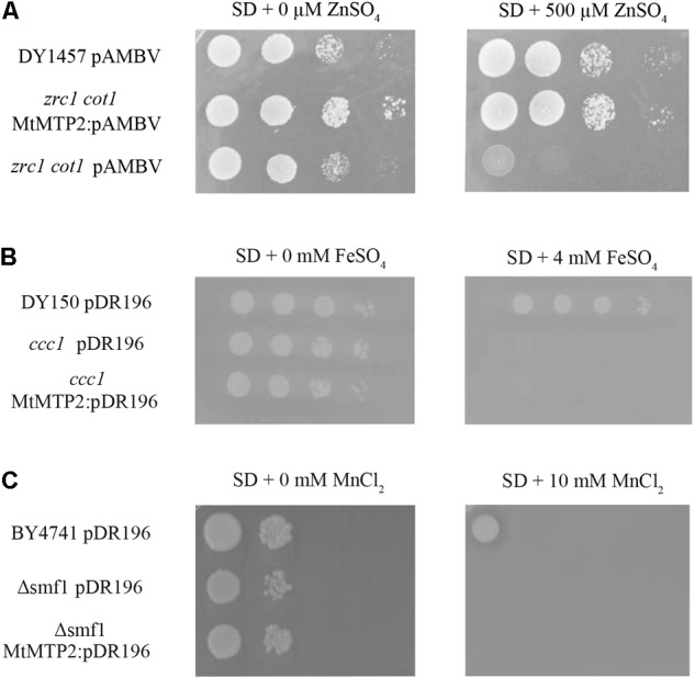 FIGURE 2