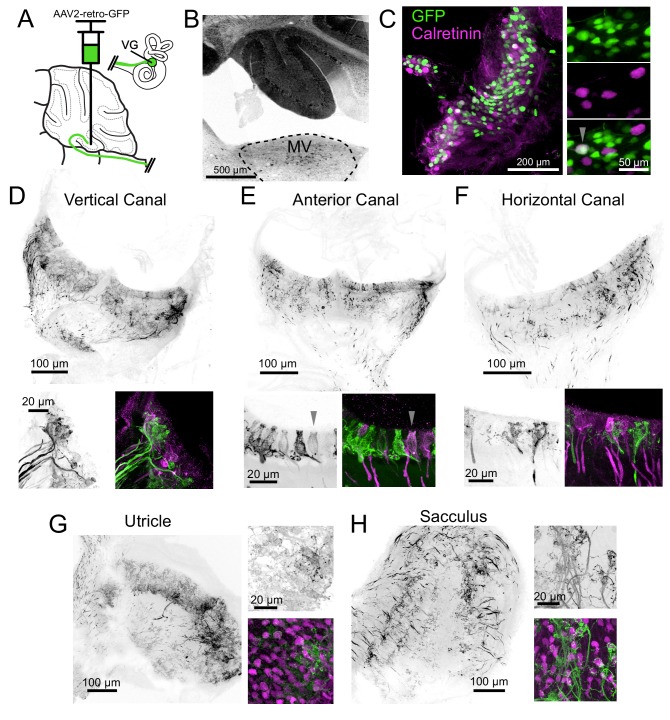 Figure 2—figure supplement 2.