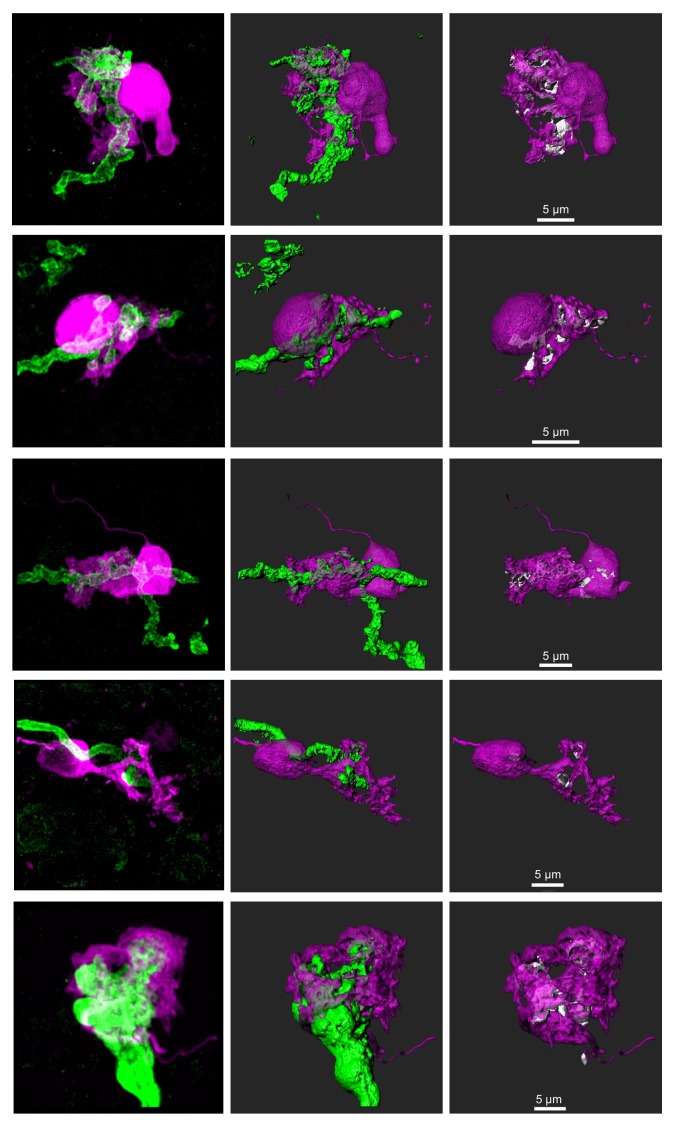 Figure 3—figure supplement 1.