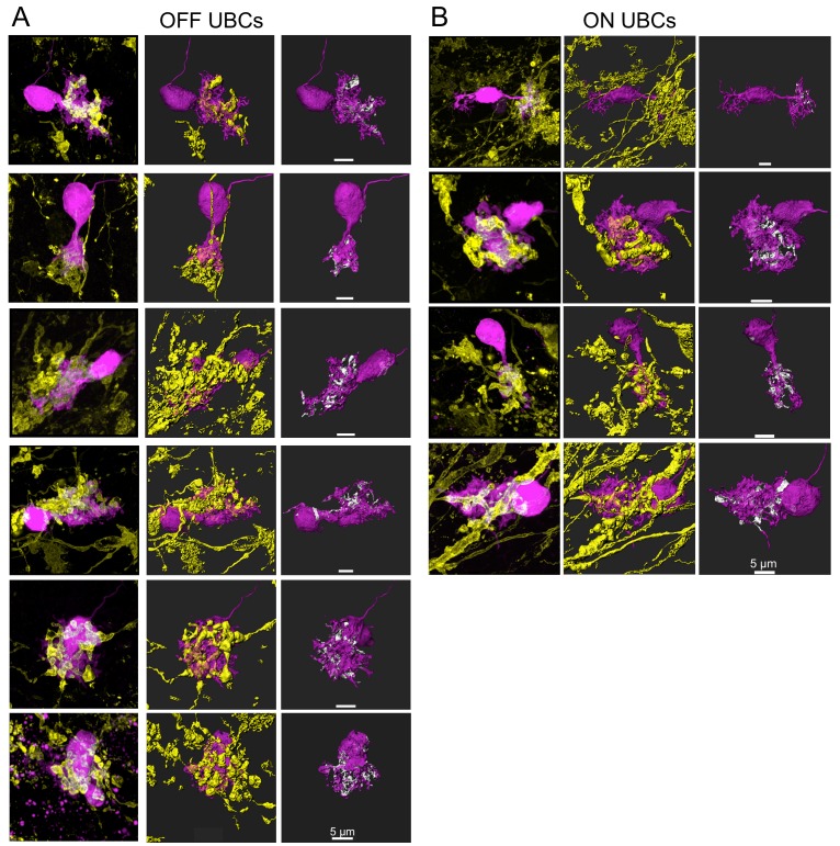 Figure 5—figure supplement 1.