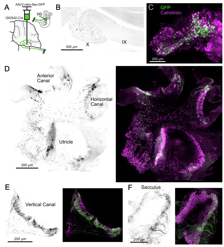 Figure 2—figure supplement 1.