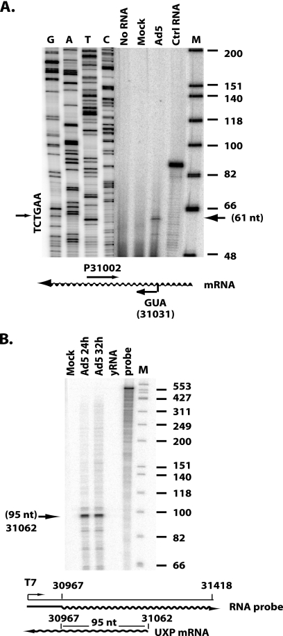 FIG. 1.