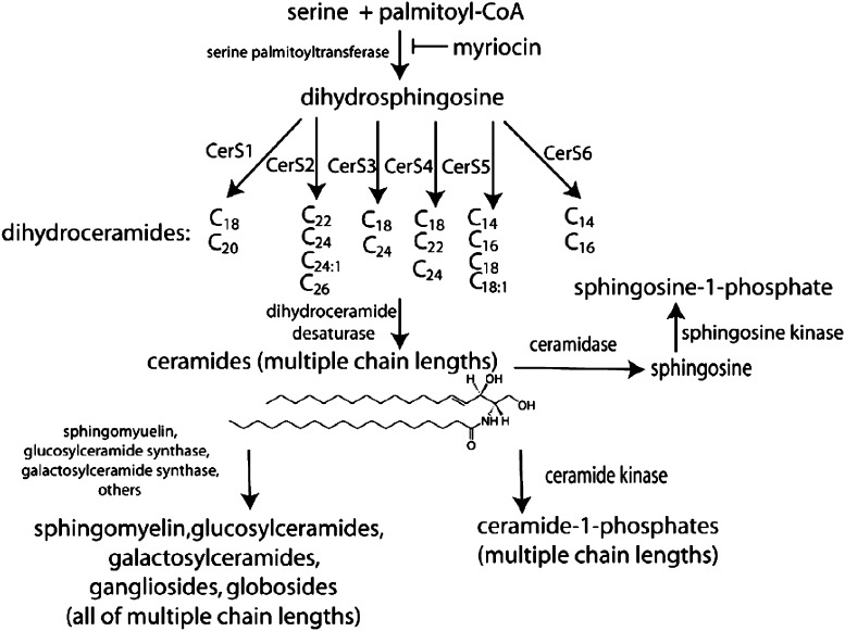 Scheme 1.