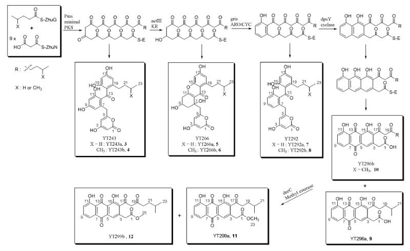 Scheme 1