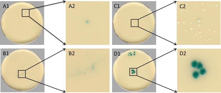 FIG 2