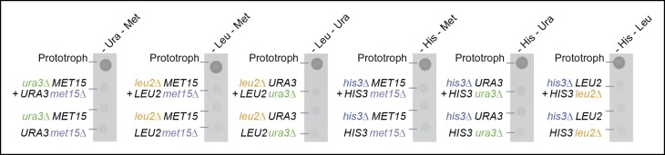 Figure 2—figure supplement 3.