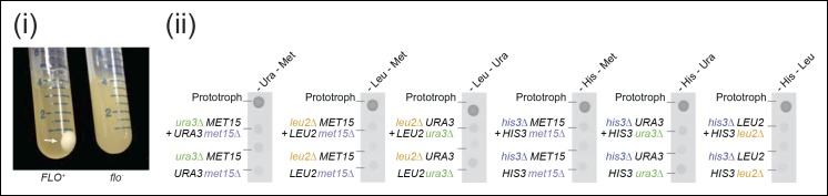 Figure 1—figure supplement 1.