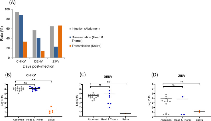 Fig 6