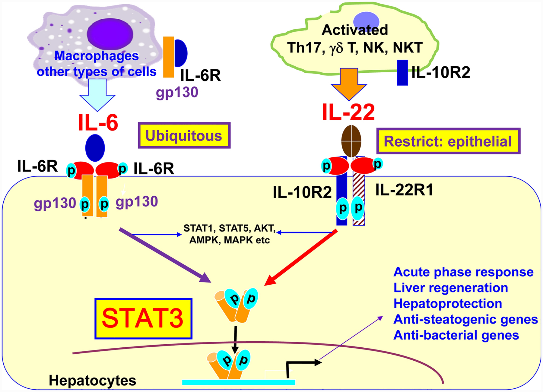 Figure 3: