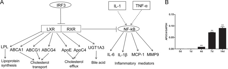 Fig 6