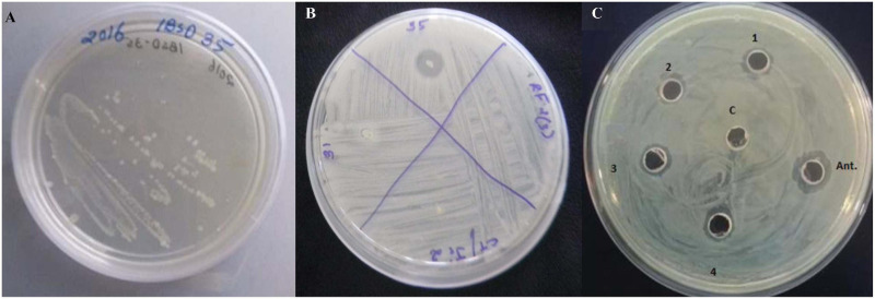 FIGURE 2