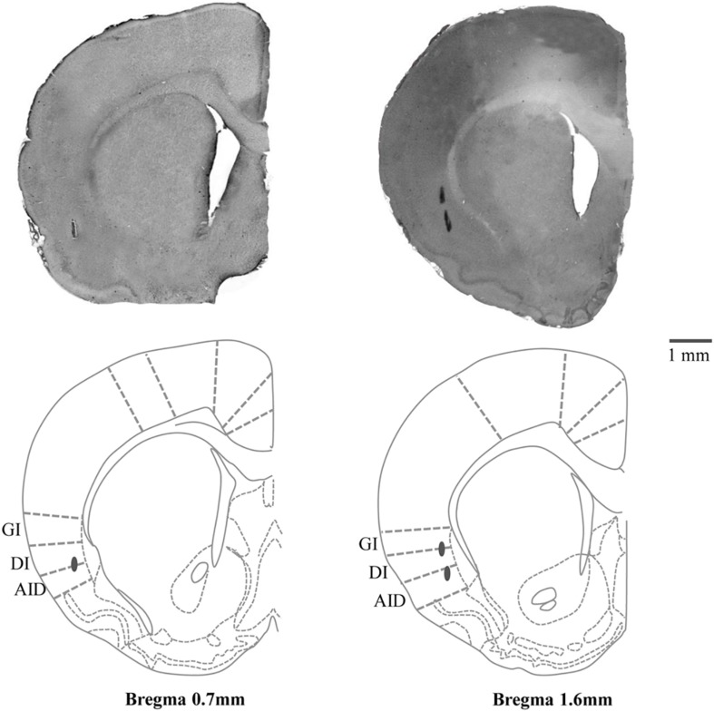 FIGURE 1