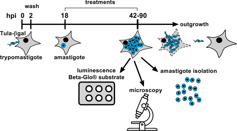 Figure 1—figure supplement 1.