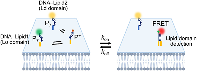 graphic file with name nihms-1916124-f0001.jpg