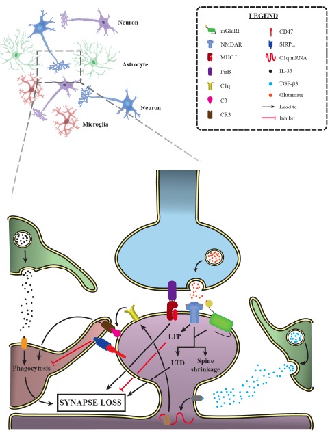 Fig. (1)