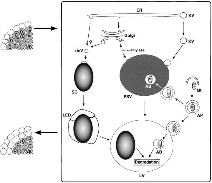 Figure 7.