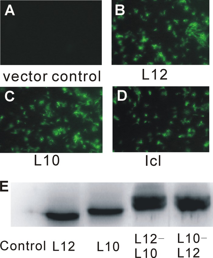 FIG 2