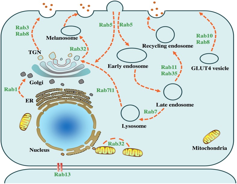 FIGURE 1