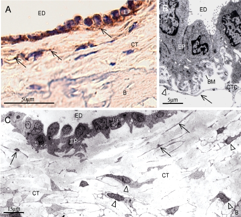 Fig. 3