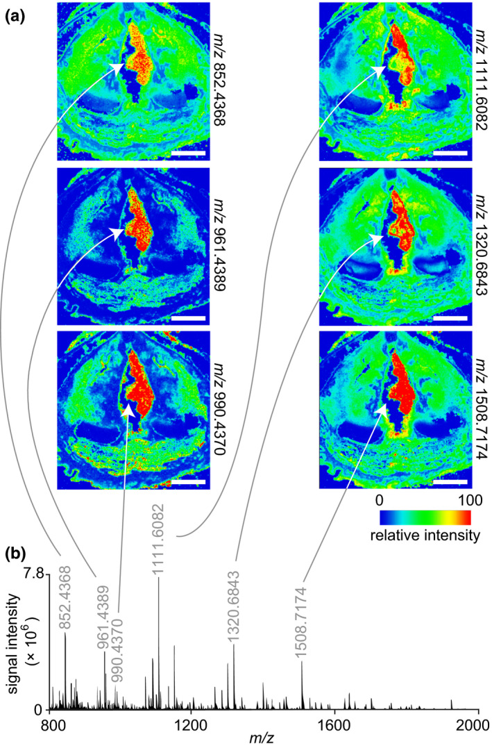 FIGURE 4