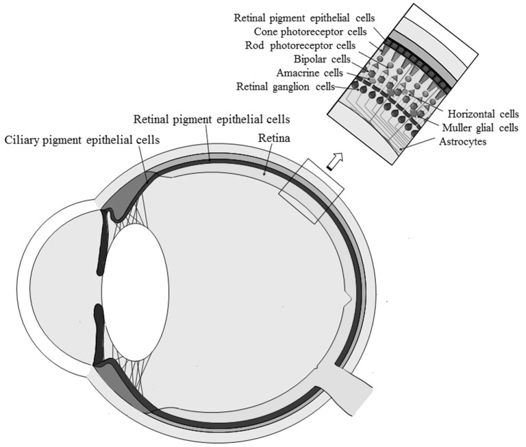 Fig. 1.