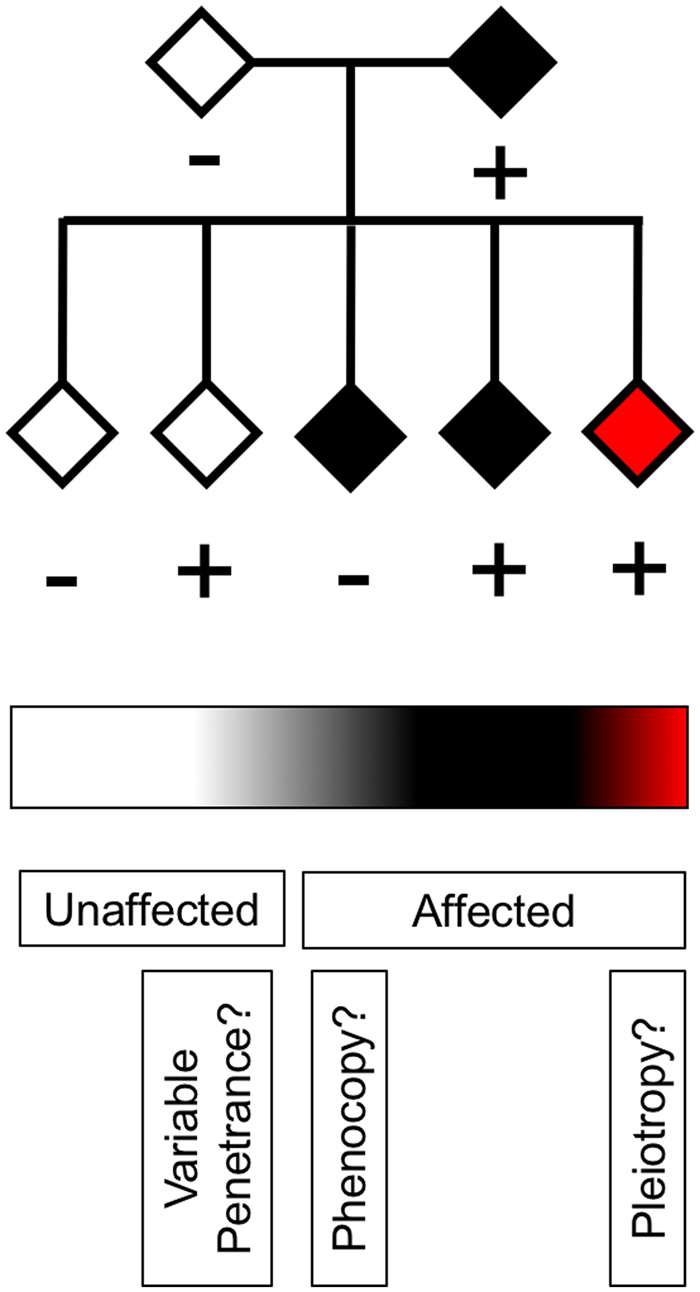 Graphical Abstract