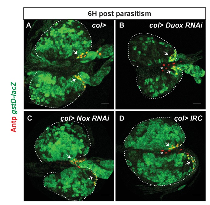 Figure 6—figure supplement 1.