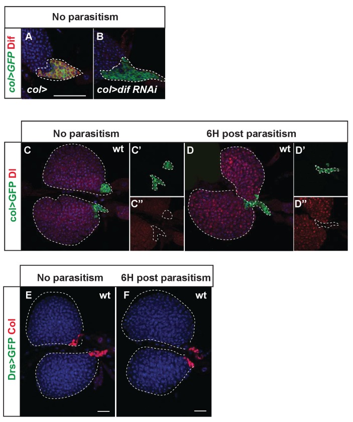 Figure 3—figure supplement 1.